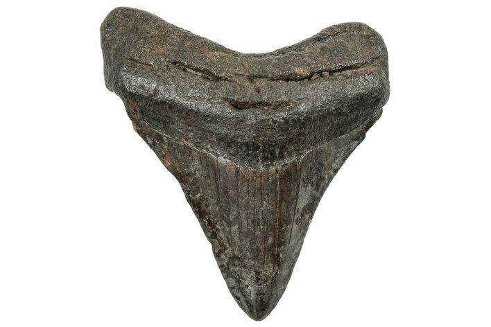 Serrated, Juvenile Megalodon Tooth - South Carolina #325186
